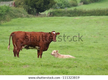cow standing and calf lying in field