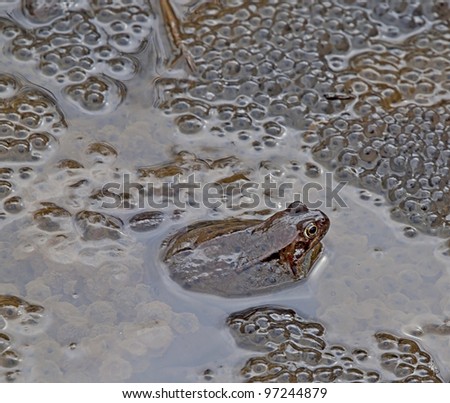 European common frog with spawn in pond
