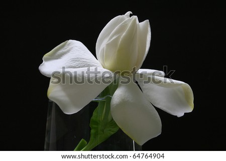Creamy White Gardenia flower black background