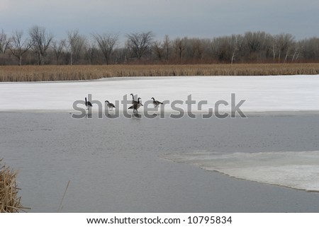 A picture of waterfowl out on an icy lake during spring thaw