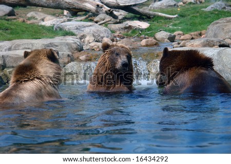 The meeting of the Three Bears at the edge of creek