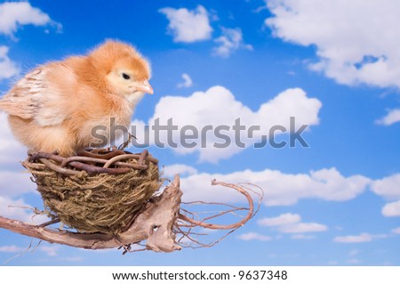 Baby Easter Chicken Standing on the Edge of a Small Bird's Nest