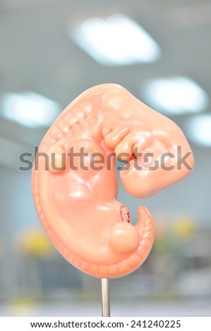 human embryo model