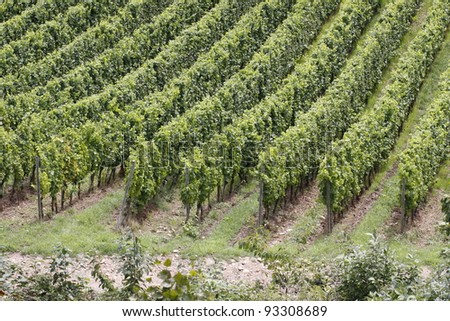 vineyard in Ruedesheim in Germany