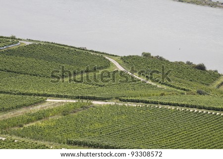 vineyard in Ruedesheim in Germany