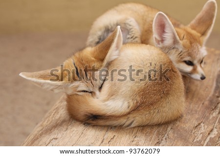 closeup of a desert fox