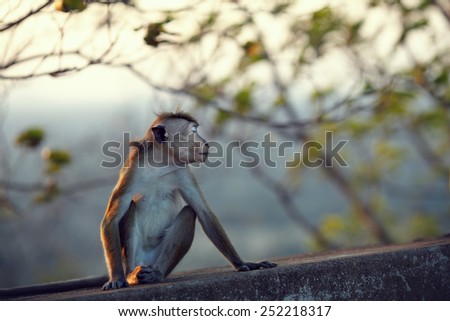 Monkey turned away ignoring the people and pretending that offended