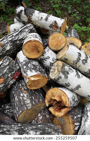 Cut birch wood logs stacked on a ground close-up
