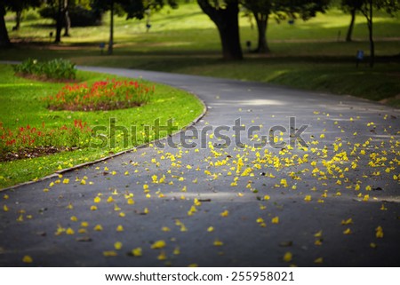 Yellow petals of blooming plants lie on the asphalt path passing through a green lawn
