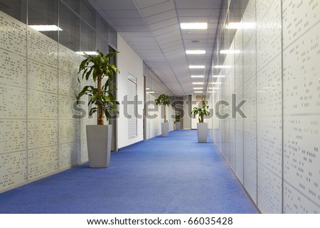 Office corridor with palm trees in pots, carpeting and glass walls