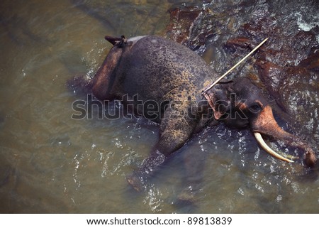 Asian elephant taking bath and resting in river during sunny day