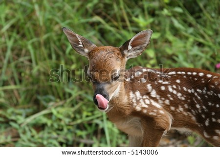 Whitetail deer fawn licking his nose
