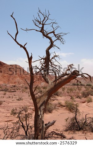 Picture of a dead tree on a land which used to be fertile, but due to the extreme earth temperatures, everything died.