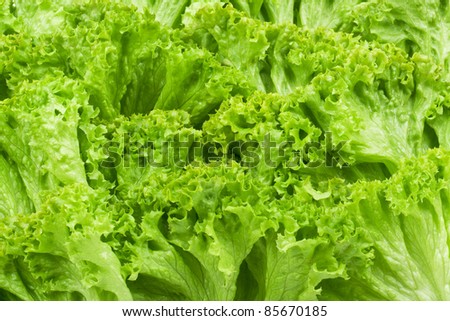Green lettuce backgrounds. Studio macro