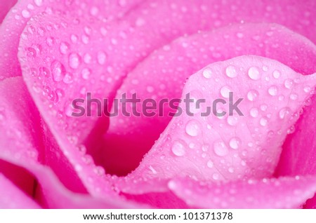 pink rose drops, macro