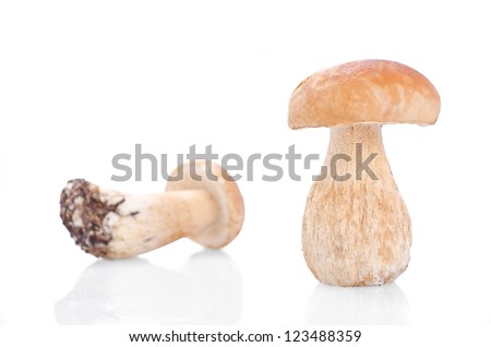 two edible mushroom, on white