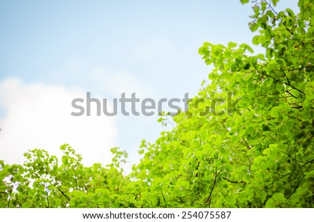 lush foliage of the trees against the sky
