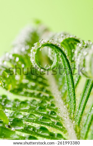 a tendril, macro of plant