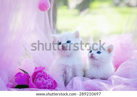 white two kitten on the pink background with flowers