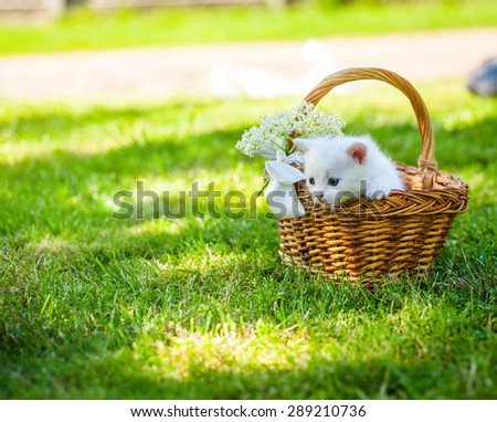 Little white kitten in a basket on the grass,