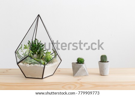 Similar – Image, Stock Photo Mini cactus in white ceramic pot
