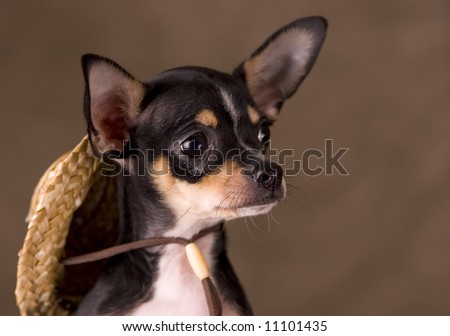 Chihuahua with a Straw Hat