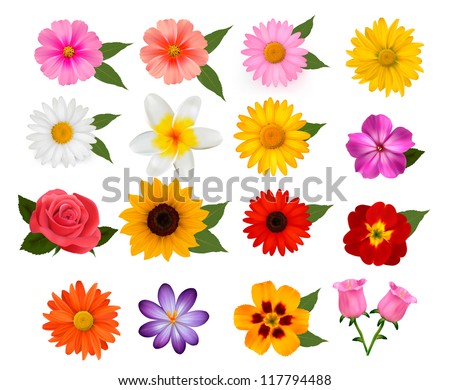 Big of beautiful colorful flowers. Vector illustration.