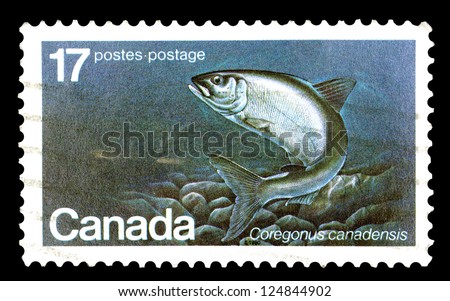 CANADA - CIRCA 1980: A stamp printed in Canada shows, shows Atlantic Whitefish, with the inscriptions 