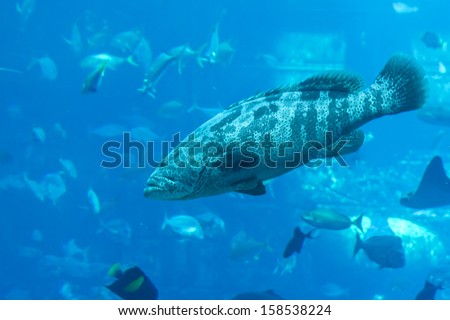 DUBAI, UAE - SEPTEMBER 30, 2012: A wide variety of fishes in a huge aquarium in Hotel Atlantis. 5 stars Hotel Atlantis (1,539 spacious rooms including 166 suites) on man-made island of Palm Jumeirah.