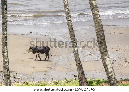 Holy Indian cow on the beach. Goa, India. Cow is sacred animal in India.