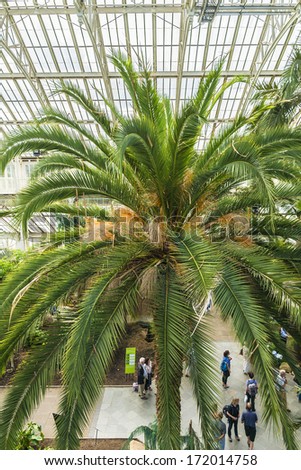 Palm trees in Palm house in Kew Gardens. Richmond, London, UK.