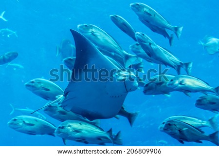 DUBAI, UAE - SEPTEMBER 30, 2012: A wide variety of fishes in a huge aquarium in Hotel Atlantis. 5 stars Hotel Atlantis (1,539 spacious rooms including 166 suites) on man-made island of Palm Jumeirah.