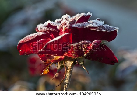 Red Rose Covered with Frost - Closeup