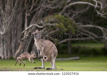 Young, Little Joey Jumping Around Its Mother