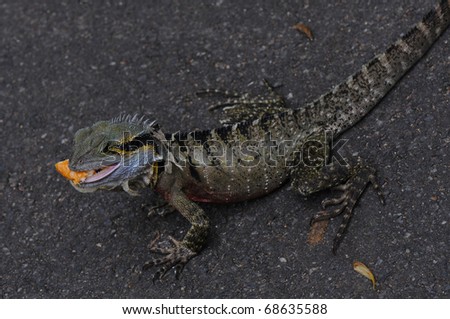 Australian Eastern Water Dragon (Physignathus lesueurii lesueurii) on Grey Background with Food in its Mouth