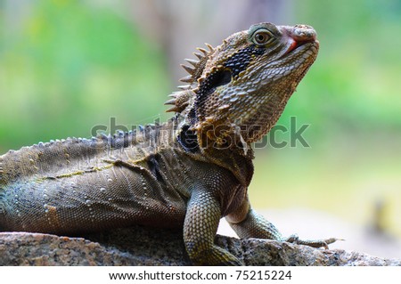 Eastern Water Dragon Lizard (Physignathus lesueurii, P. l. lesueurii) on a rock, Close up against blurry colourful background