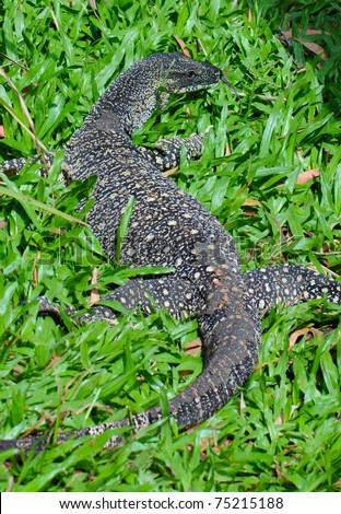 Lace Monitor (Lace Goanna) (Varanus varius) Lizard,  full body in grass showing its split tongue