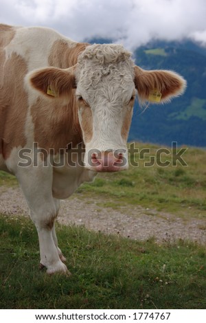 Cow head and shoulders