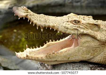 Crocodiles are ambush hunters, waiting for fish or land animals to come close, then rushing out to attack.