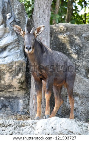 The Serow is similar to a goat with a short body and long legs.