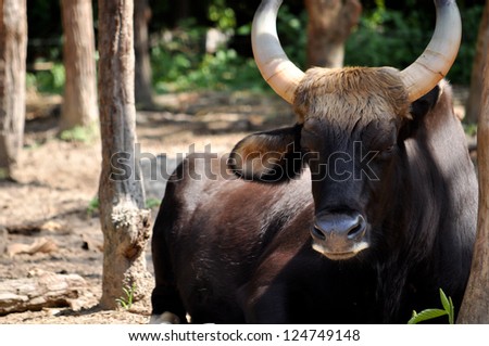 The gaur is the largest species of wild cattle, bigger than the African buffalo, the extinct aurochs, and wild water buffalo.
