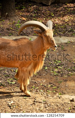 The Barbary Sheep (Ammotragus lervia), also known as the aoudad, is a horned sheep native to North Africa.