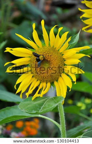 Bumblebees are social insects that are characterised by black and yellow body hairs, often in bands.