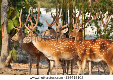 Japanese deer having a brown coat, spotted with white in summer, and a large white patch on the rump