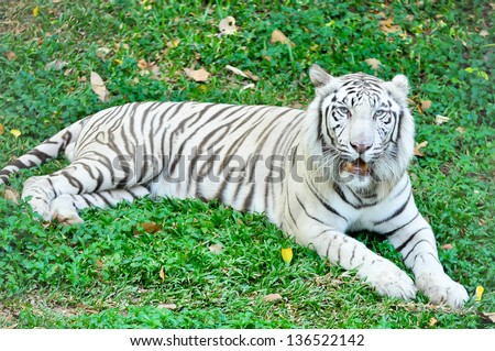 A white tiger in captivity at a zoo. The presence of stripes indicates it is not a true albino.