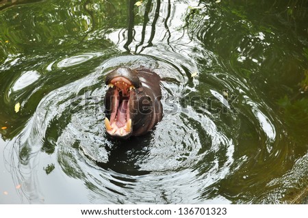 Pygmy hippos share the same general form as a hippopotamus.