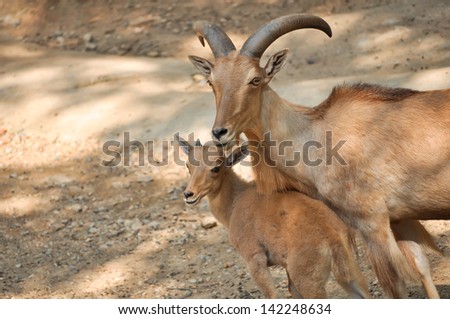 The Barbary sheep is a species of caprid native to rocky mountains in North Africa.