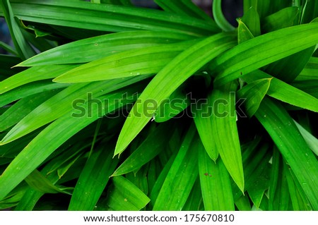 The scent of pandanus leaves develops only on withering; the fresh, intact plants hardly have any odour.