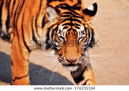 The face front side of bengal tiger