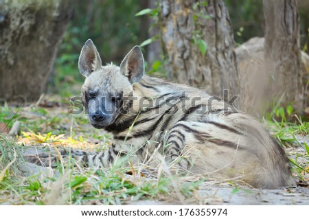 The striped hyena is a species of true hyena native to North and East Africa.